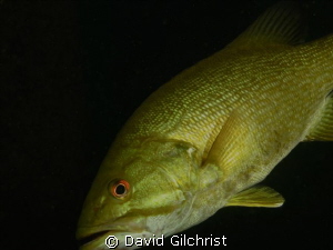 Bass,back for a closer look. Beneath the piers. Welland S... by David Gilchrist 
